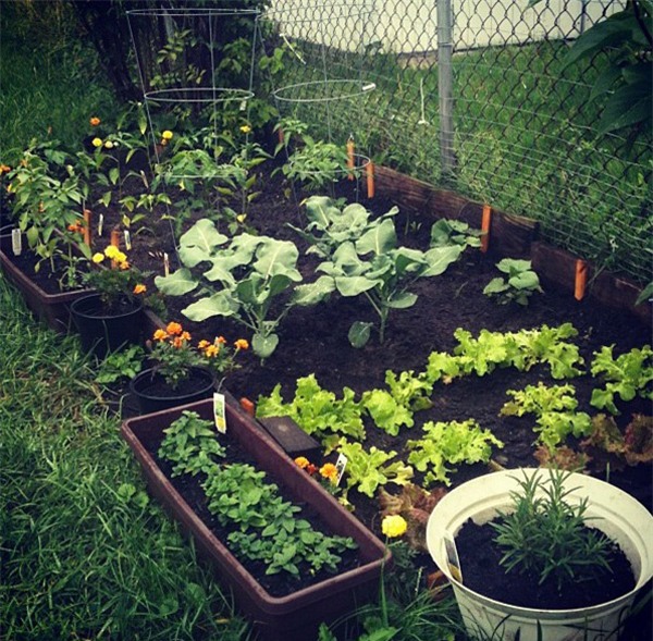 Nếu muốn khử sạch thuốc trừ sâu trong rau củ quả, bạn nhất định phải đọc bài viết này - Ảnh 7.