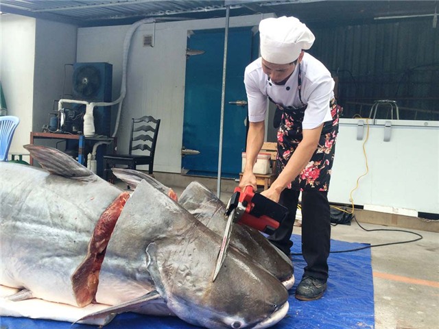 cá tra khủng, cá khủng, thủy quái, Sài Gòn, Mê Kông, cá hô, cá tra dầu, cá trê, cá chép, ngư dân, bắt được