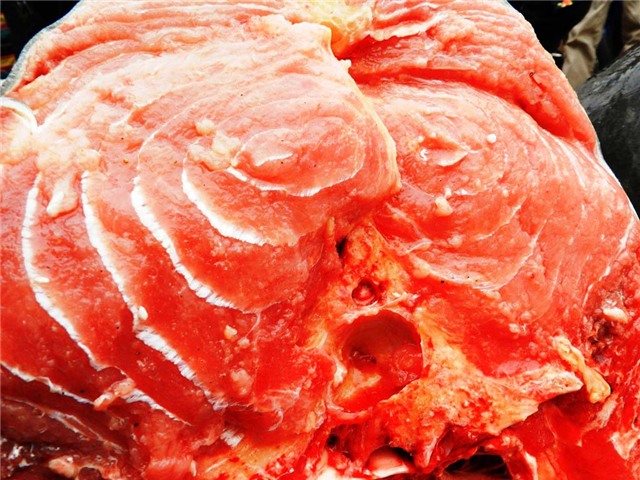 cá tra khủng, cá khủng, thủy quái, Sài Gòn, Mê Kông, cá hô, cá tra dầu, cá trê, cá chép, ngư dân, bắt được