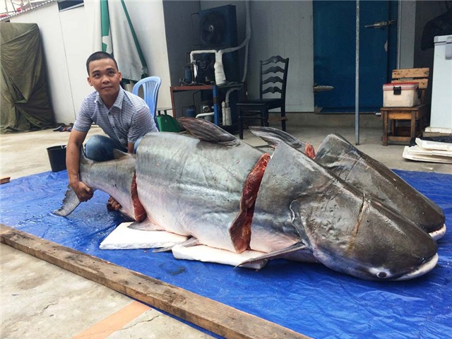 cá tra khủng, cá khủng, thủy quái, Sài Gòn, Mê Kông, cá hô, cá tra dầu, cá trê, cá chép, ngư dân, bắt được