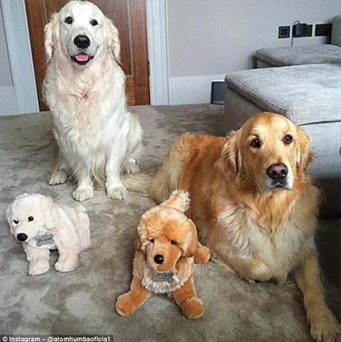 Alexis Sanchez lap tai khoan Instagram cho cho hinh anh 2