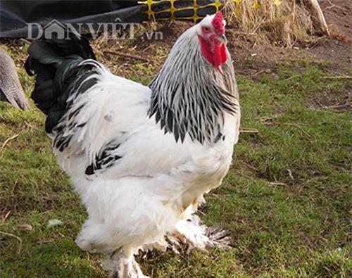gà chân 5 ngón, 'kỳ lân giá nghìn đô', gà Đông Tảo, cặp chân, gà quý, gà tiến vua