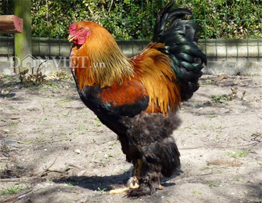 gà chân 5 ngón, 'kỳ lân giá nghìn đô', gà Đông Tảo, cặp chân, gà quý, gà tiến vua