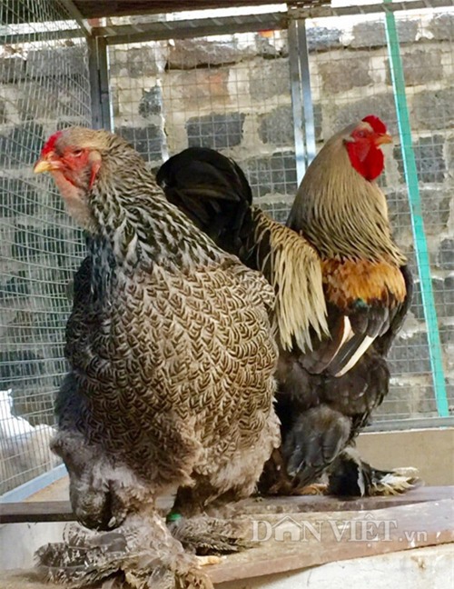 gà chân 5 ngón, 'kỳ lân giá nghìn đô', gà Đông Tảo, cặp chân, gà quý, gà tiến vua