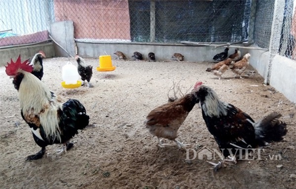 gà chân 5 ngón, 'kỳ lân giá nghìn đô', gà Đông Tảo, cặp chân, gà quý, gà tiến vua