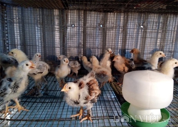 gà chân 5 ngón, 'kỳ lân giá nghìn đô', gà Đông Tảo, cặp chân, gà quý, gà tiến vua