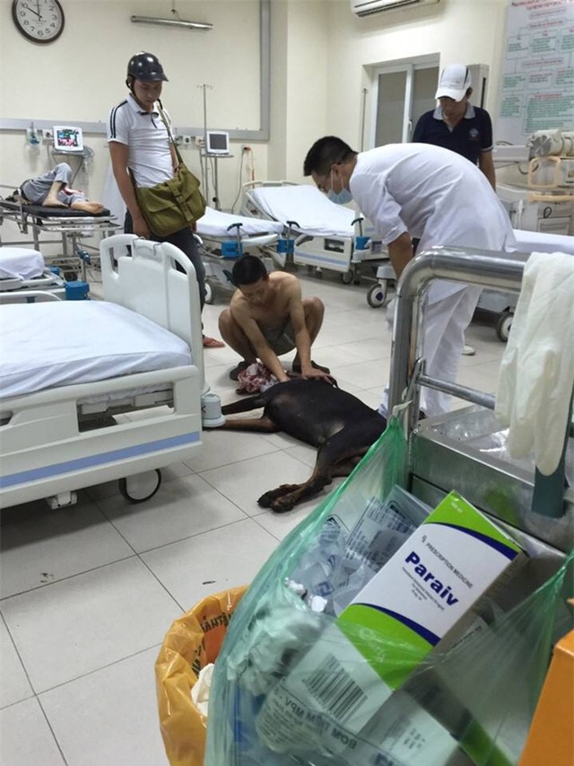 Chú chó bị đâm vào cổ ở phố Nguyễn Chí Thanh (Hà Nội) đã chết - Ảnh 1.