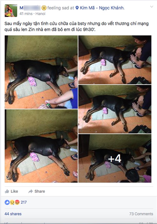 Chú chó bị đâm vào cổ ở phố Nguyễn Chí Thanh (Hà Nội) đã chết - Ảnh 3.