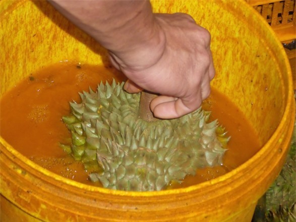 thực phẩm bẩn, thực phẩm sạch, ung thư, mâm cơm hóa chất, người việt giết người việt, ung thư do thực phẩm bẩn