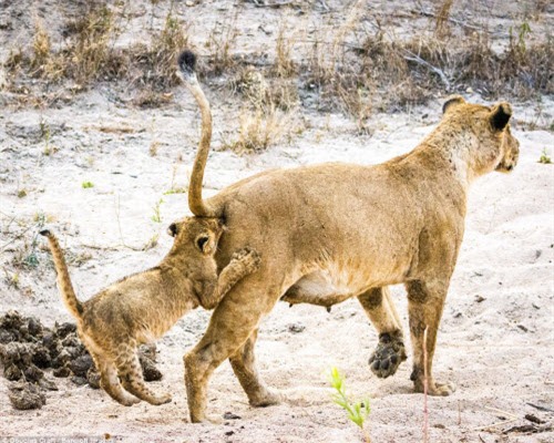 nhung khoanh khac hai huoc trong the gioi dong vat hinh anh 10