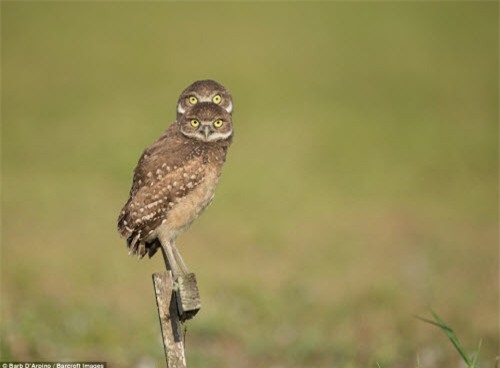 nhung khoanh khac hai huoc trong the gioi dong vat hinh anh 11