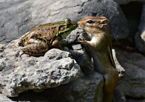nhung khoanh khac hai huoc trong the gioi dong vat hinh anh 14