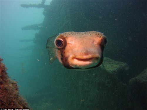 nhung khoanh khac hai huoc trong the gioi dong vat hinh anh 15