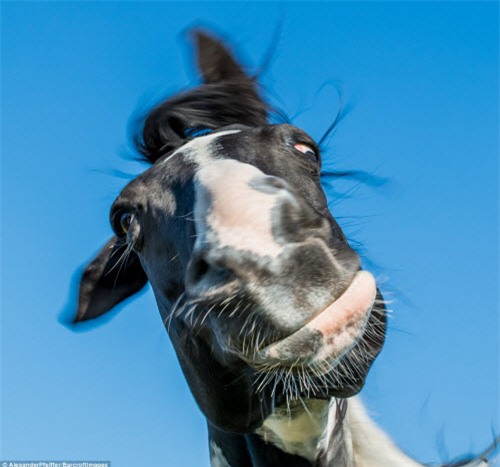 nhung khoanh khac hai huoc trong the gioi dong vat hinh anh 2