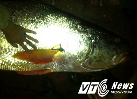 cá thủ vàng, thái bình, biển đông, cửa ba lạt, sông hồng