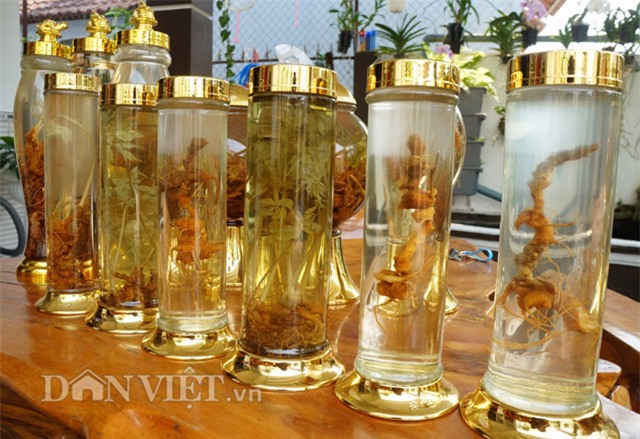 sâm ngọc linh, hầm sâm ngọc linh, sâm ngọc linh ngâm rượu, đại gia quảng nam