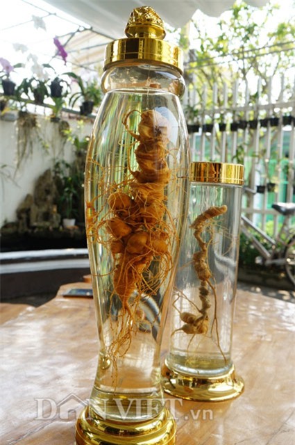 sâm ngọc linh, hầm sâm ngọc linh, sâm ngọc linh ngâm rượu, đại gia quảng nam