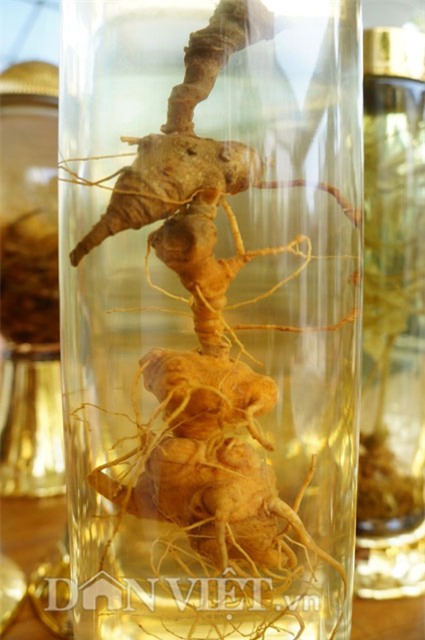 sâm ngọc linh, hầm sâm ngọc linh, sâm ngọc linh ngâm rượu, đại gia quảng nam