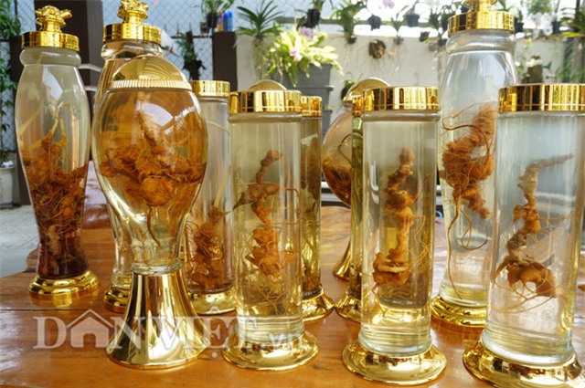 sâm ngọc linh, hầm sâm ngọc linh, sâm ngọc linh ngâm rượu, đại gia quảng nam