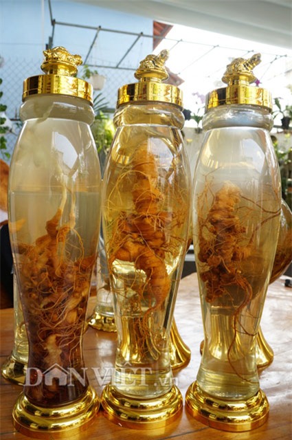 sâm ngọc linh, hầm sâm ngọc linh, sâm ngọc linh ngâm rượu, đại gia quảng nam