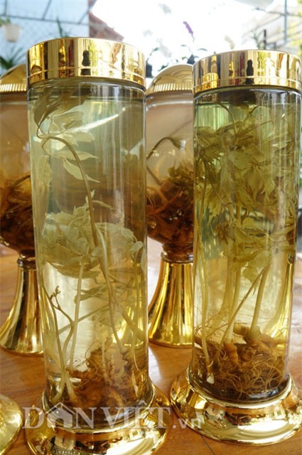 sâm ngọc linh, hầm sâm ngọc linh, sâm ngọc linh ngâm rượu, đại gia quảng nam