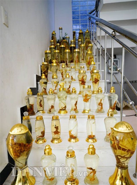 sâm ngọc linh, hầm sâm ngọc linh, sâm ngọc linh ngâm rượu, đại gia quảng nam