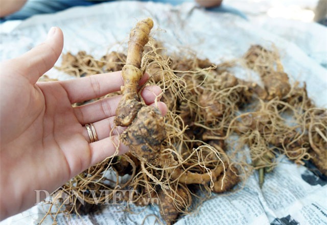 sâm ngọc linh, hầm sâm ngọc linh, sâm ngọc linh ngâm rượu, đại gia quảng nam