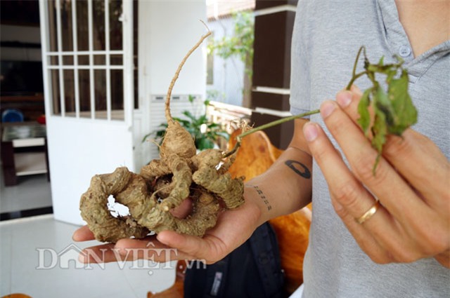 sâm ngọc linh, hầm sâm ngọc linh, sâm ngọc linh ngâm rượu, đại gia quảng nam