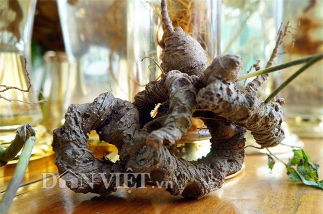 sâm ngọc linh, hầm sâm ngọc linh, sâm ngọc linh ngâm rượu, đại gia quảng nam