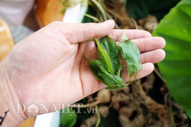 sâm ngọc linh, hầm sâm ngọc linh, sâm ngọc linh ngâm rượu, đại gia quảng nam