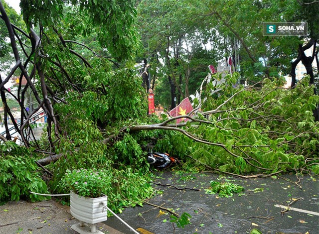 Đang đứng trước cửa tiệm bị cây cổ thụ 30m bật gốc đè tử vong - Ảnh 9.