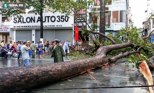 Đang đứng trước cửa tiệm bị cây cổ thụ 30m bật gốc đè tử vong - Ảnh 2.