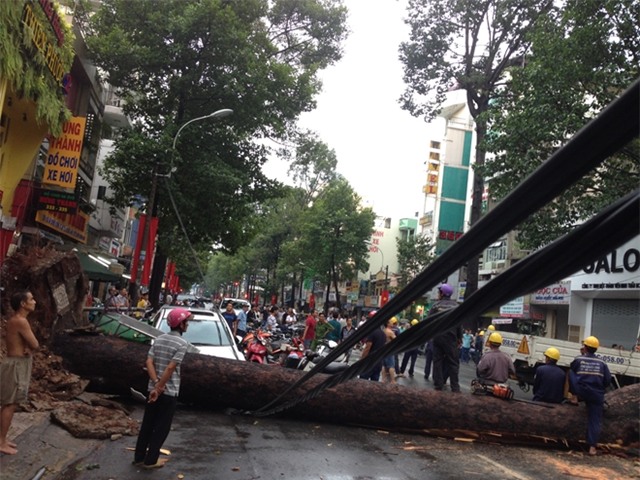 Đang đứng trước cửa tiệm bị cây cổ thụ 30m bật gốc đè tử vong - Ảnh 3.