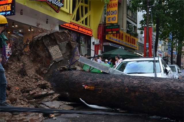 Đang đứng trước cửa tiệm bị cây cổ thụ 30m bật gốc đè tử vong - Ảnh 4.