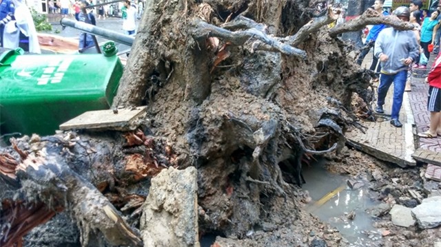 Đang đứng trước cửa tiệm bị cây cổ thụ 30m bật gốc đè tử vong - Ảnh 5.