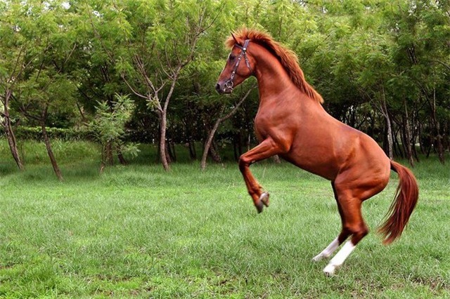 tài sản, doanh nhân, KhaiSilk, Rolls-Royce Phantom, siêu xe, lâu đài, xe sang, ông chủ, biệt thự