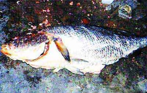 cá thủ vàng, cảng Diêm Điền, cá khổng lồ, cửa Ba Lạt, sông văn úc