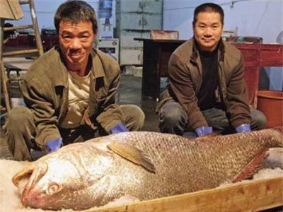 cá thủ vàng, cảng Diêm Điền, cá khổng lồ, cửa Ba Lạt, sông văn úc