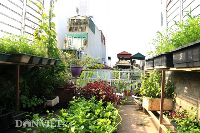 cần biết, trồng rau sạch tại nhà, vườn rau, rau sạch, khu vườn, lưu ý, nông dân, ban công, sân thượng