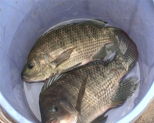 Thực hư, cá rô phi, thuốc trừ sâu, cá chết, cá thối, ung thư, nhà hàng, cá ươn, chợ đầu mối, nông dân