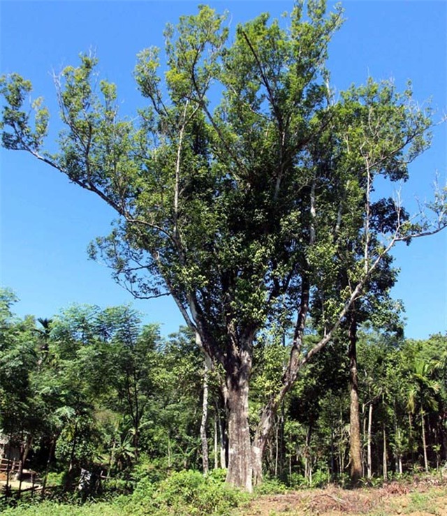 Kỳ lạ, dó bầu, miền Trung, gỗ quý, cổ thụ, không bán, thương lái, vườn cây, tiền tỷ