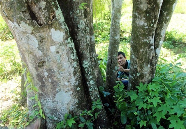 Kỳ lạ, dó bầu, miền Trung, gỗ quý, cổ thụ, không bán, thương lái, vườn cây, tiền tỷ