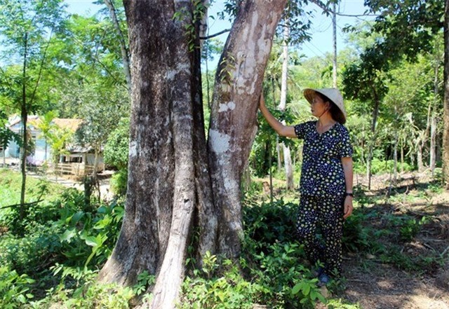 Kỳ lạ, dó bầu, miền Trung, gỗ quý, cổ thụ, không bán, thương lái, vườn cây, tiền tỷ