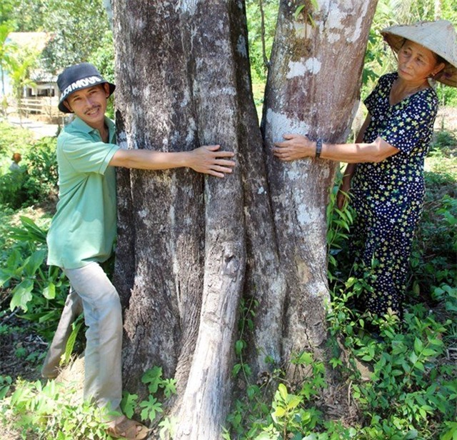 Kỳ lạ, dó bầu, miền Trung, gỗ quý, cổ thụ, không bán, thương lái, vườn cây, tiền tỷ