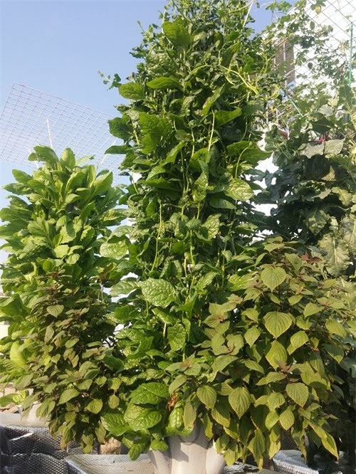 ong bo sai thanh trong rau sach kieu moi - vua nhieu ma chang ton dien tich - 1