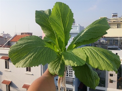 ong bo sai thanh trong rau sach kieu moi - vua nhieu ma chang ton dien tich - 10