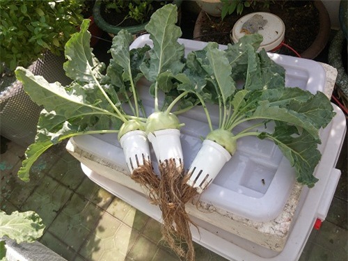 ong bo sai thanh trong rau sach kieu moi - vua nhieu ma chang ton dien tich - 11