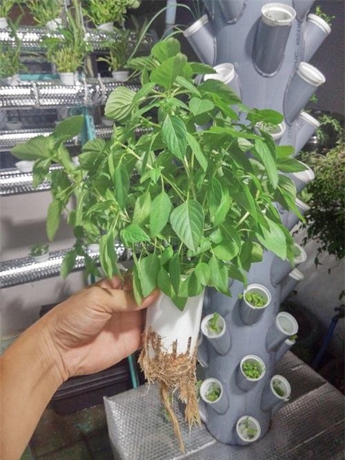 ong bo sai thanh trong rau sach kieu moi - vua nhieu ma chang ton dien tich - 12