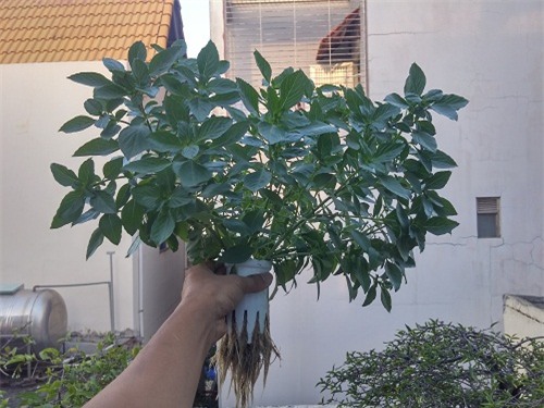 ong bo sai thanh trong rau sach kieu moi - vua nhieu ma chang ton dien tich - 13