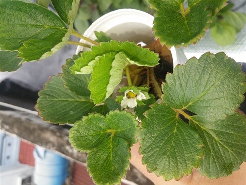 ong bo sai thanh trong rau sach kieu moi - vua nhieu ma chang ton dien tich - 14